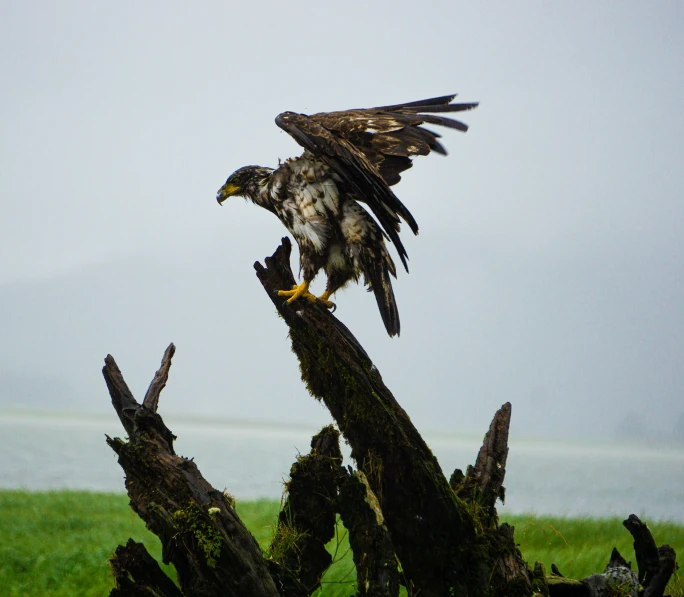 a bird sitting on a tree nch with his wings outstretched