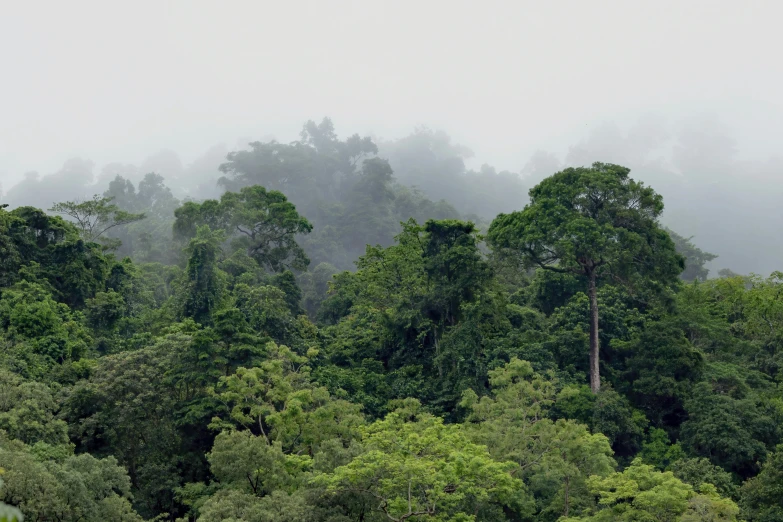 the view of the fog in the forest from above