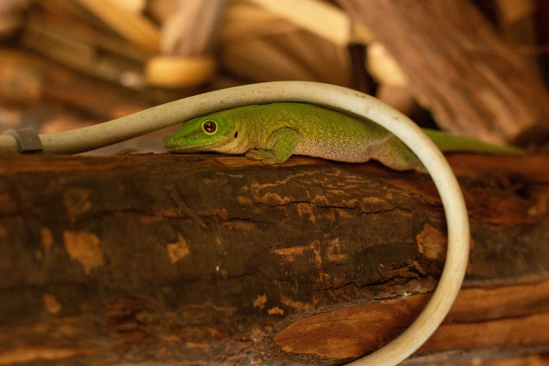 an adult white - tailed lizard sits on a tree nch