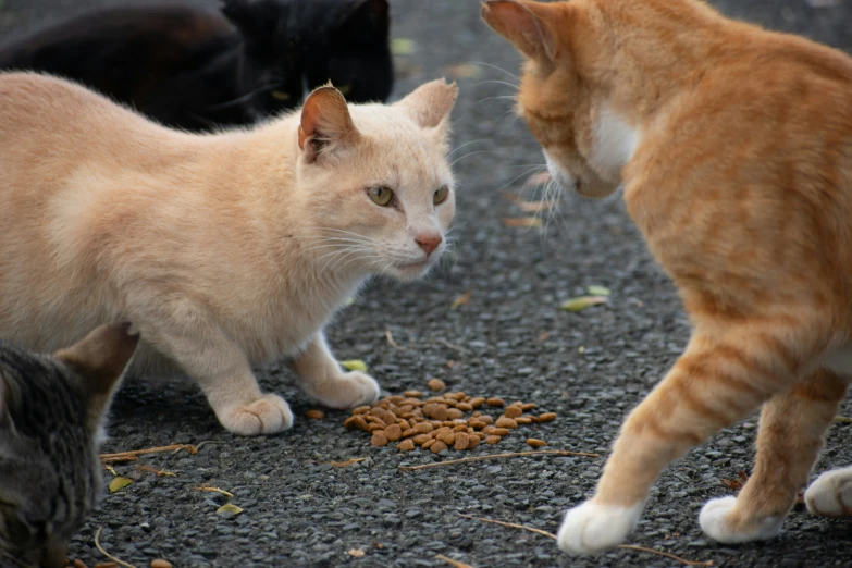 two cats looking at each other over food