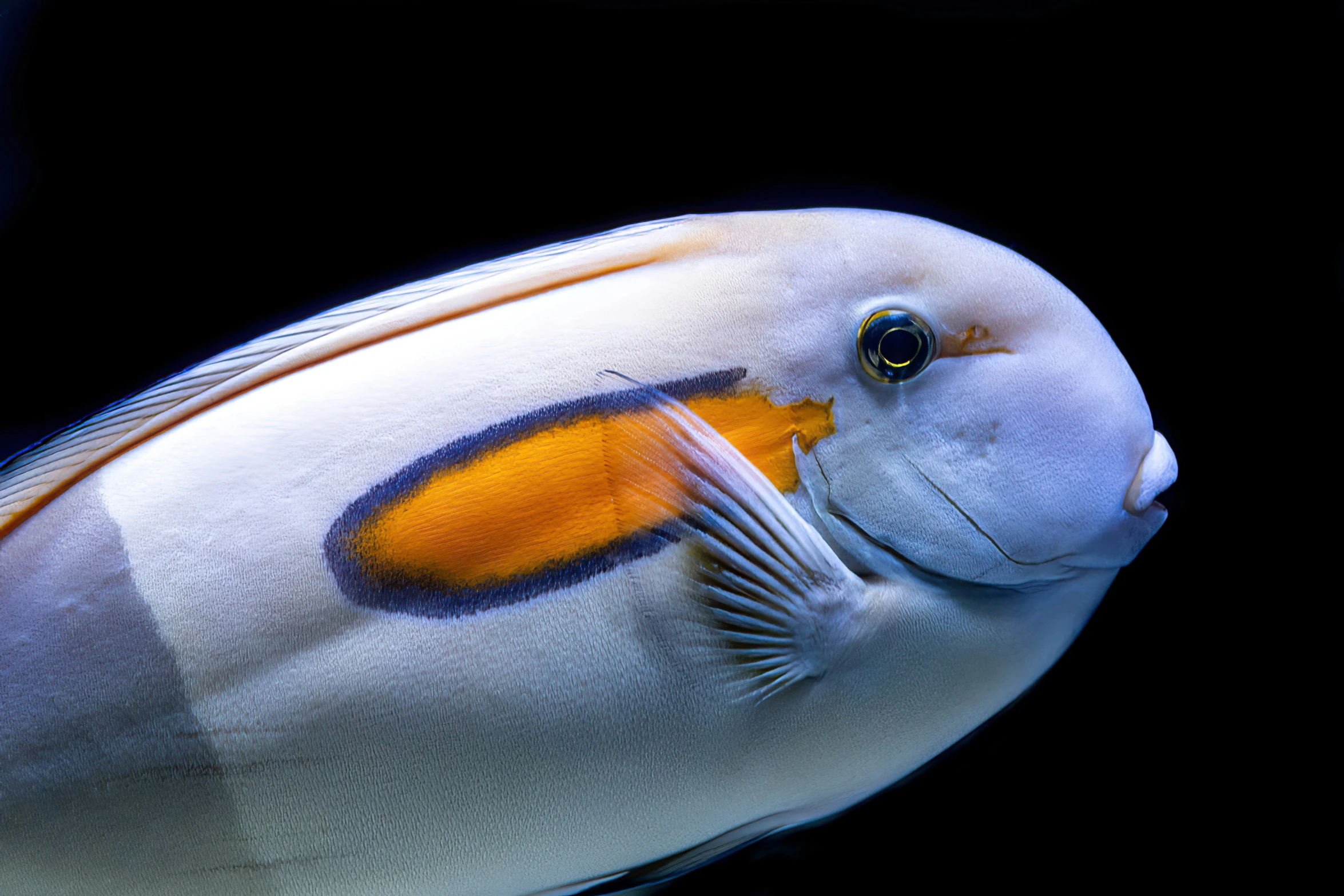 an orange and black striped fish sitting on top of water