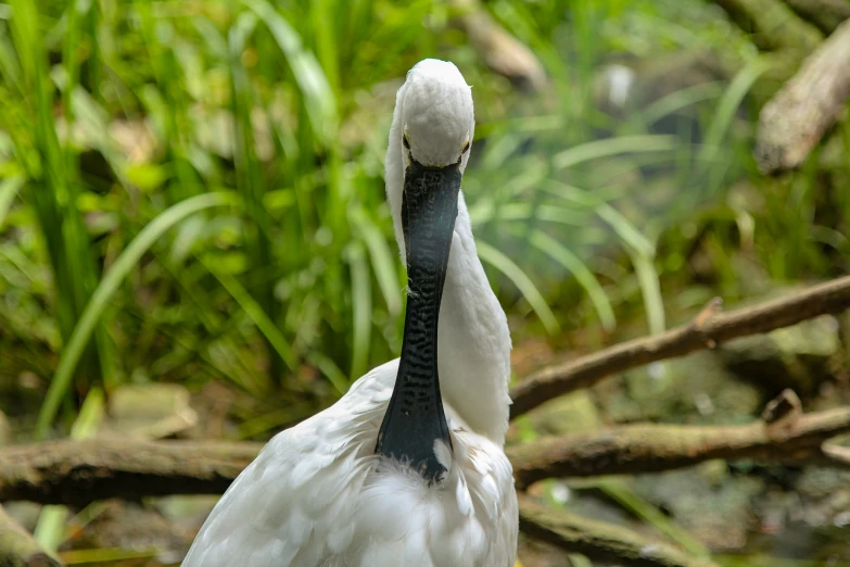 an image of a white bird looking into the distance