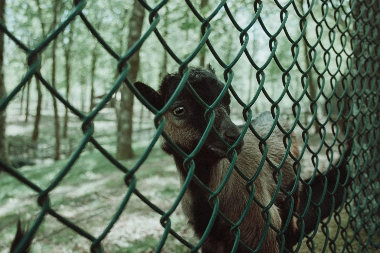 a goat looks out from behind the fence