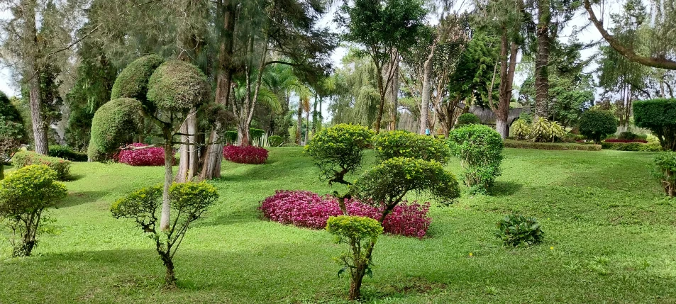 the colorful flowers are on the grass in the yard