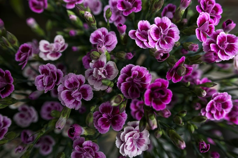 purple flowers with green stems in close up