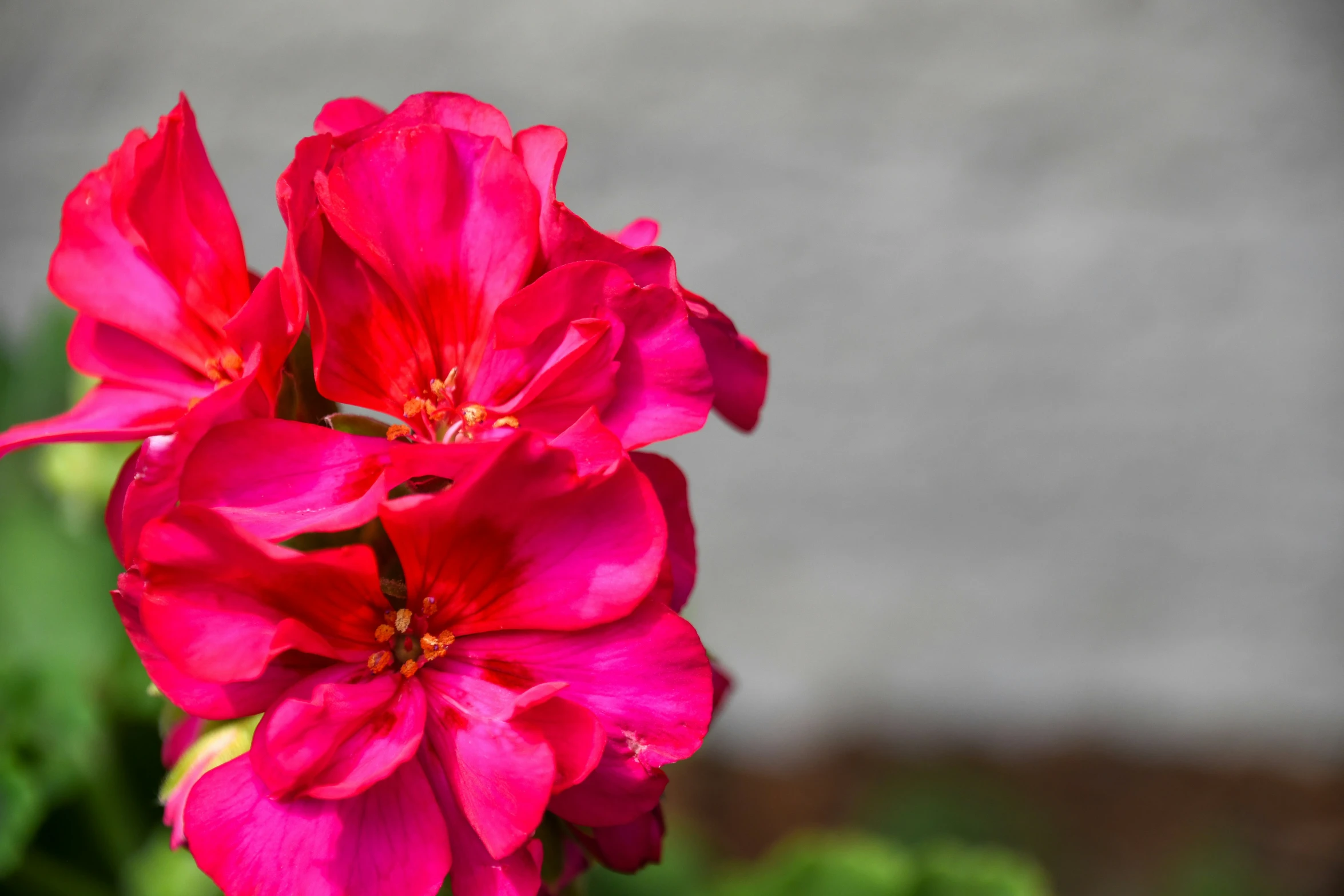 a group of bright pink flowers in a garden