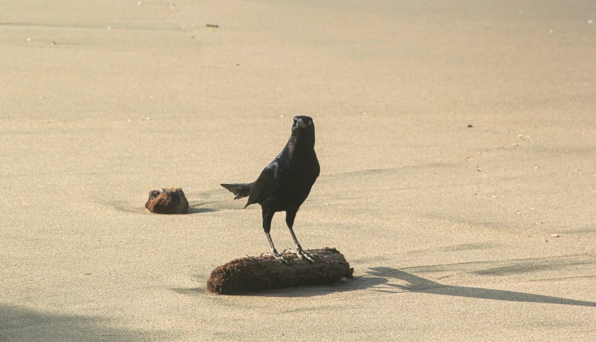 a bird that is standing on a rock