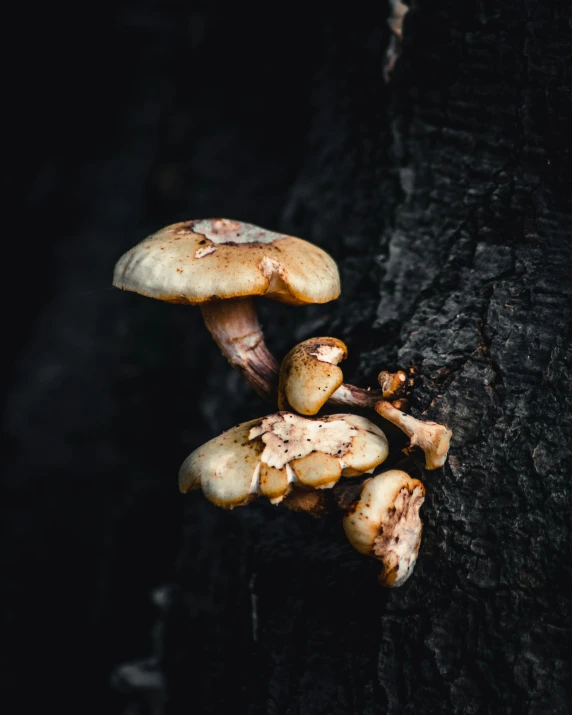 three mushrooms are growing on a piece of wood