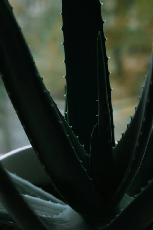 a close - up of the back end of a cactus plant