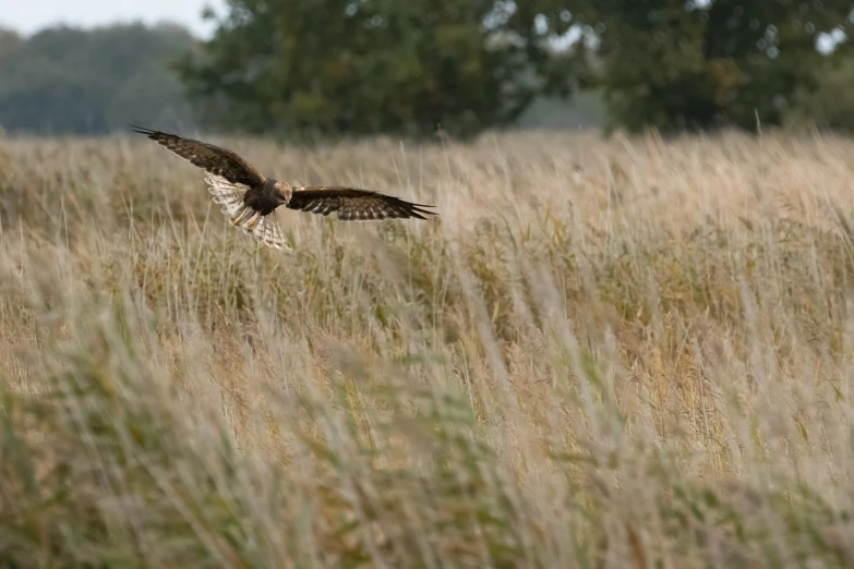 an owl flying through a grassy field in a forest