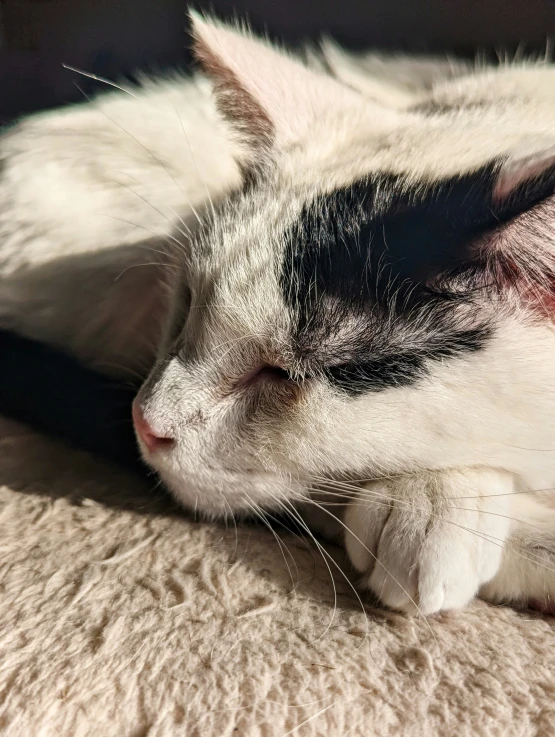 a close up of a cat laying on the ground