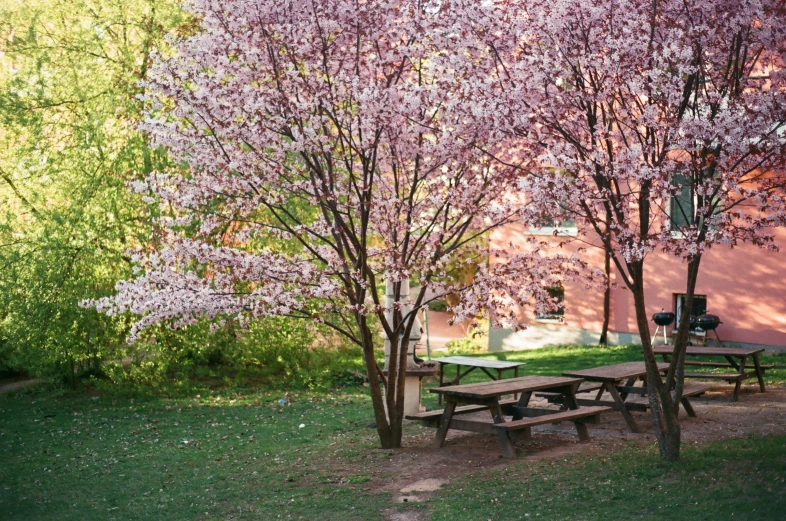 two picnic tables, benches and trees in front of a building