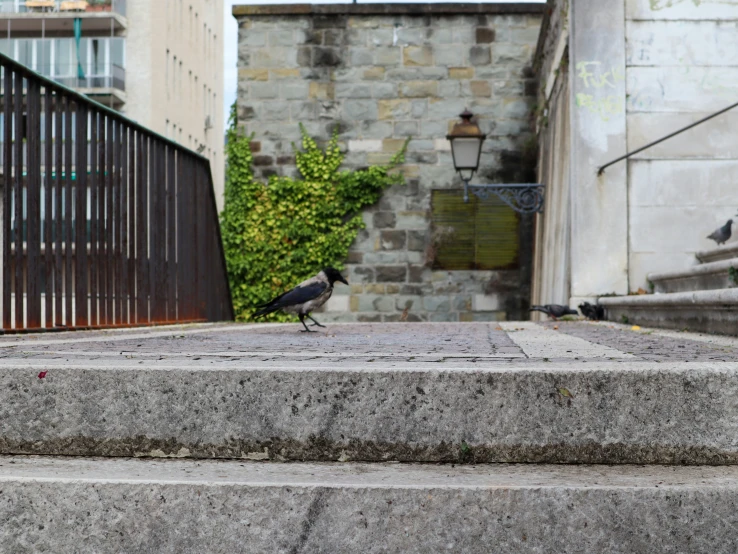 two pigeons on the steps in the city