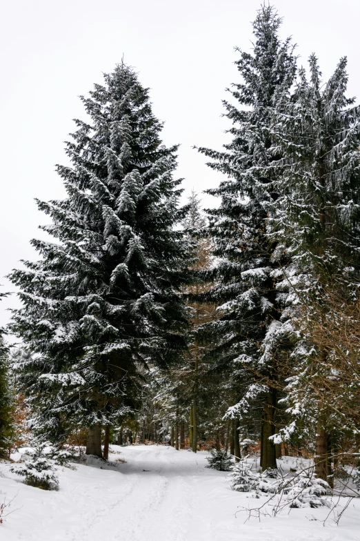 three snow covered trees next to a path