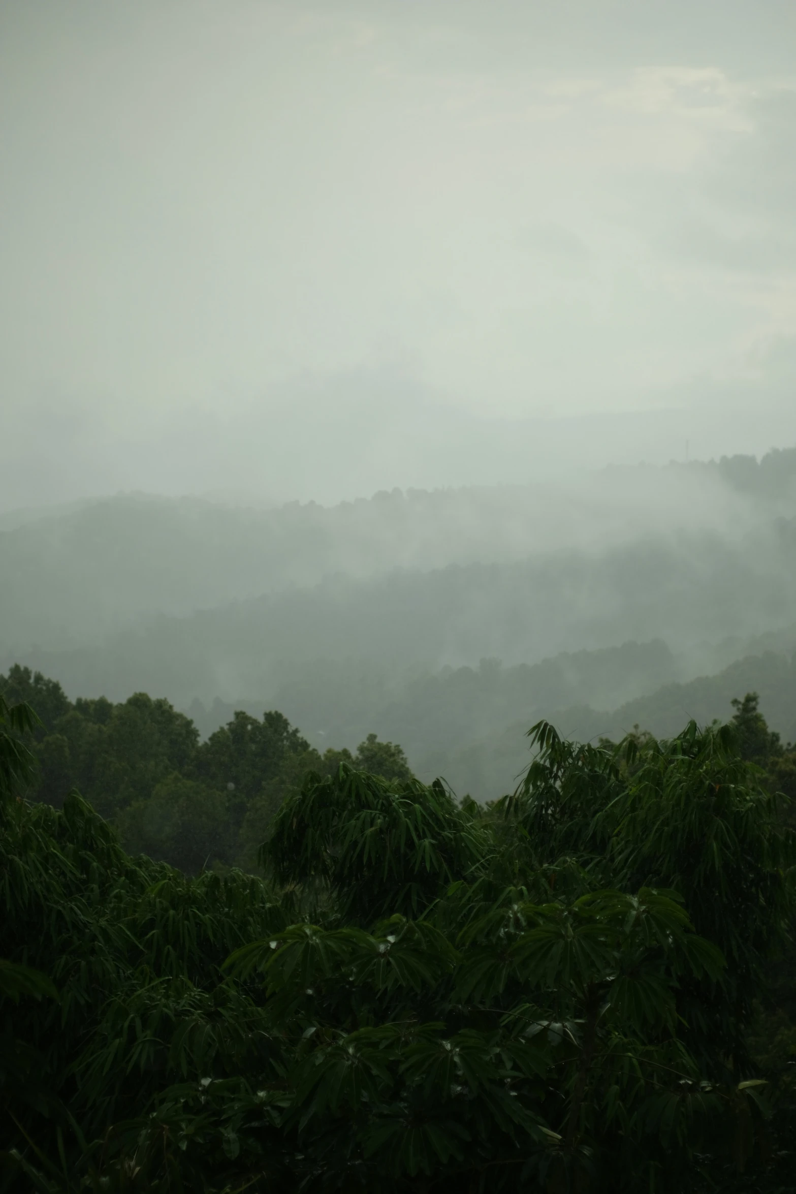 clouds cover the tops of trees as they sit in a foggy, forested area