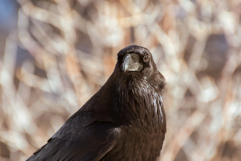 a black bird standing in front of some nches