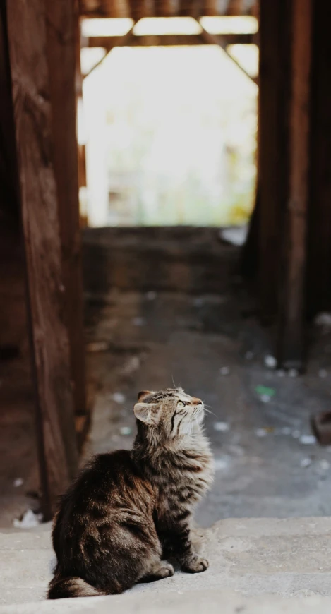 a cat sitting inside a wooden structure staring up