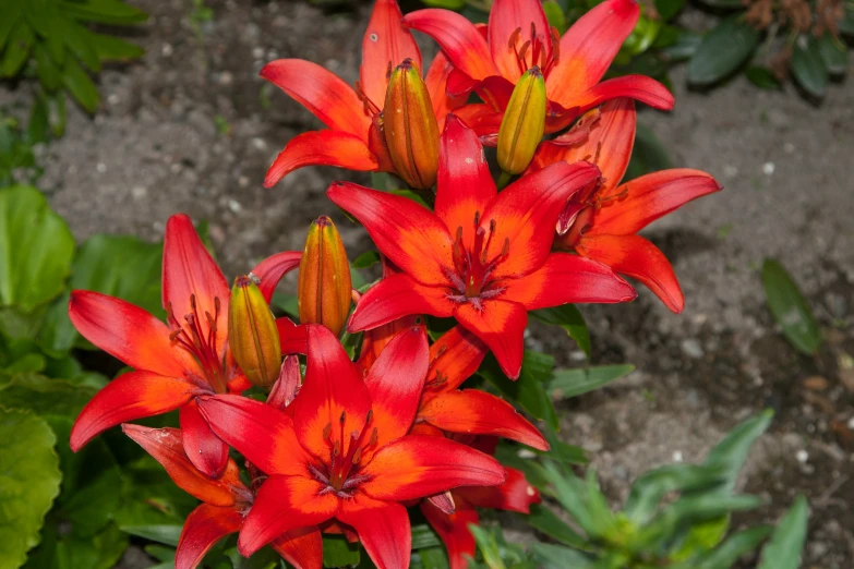 two orange lilies with buds growing from their centers