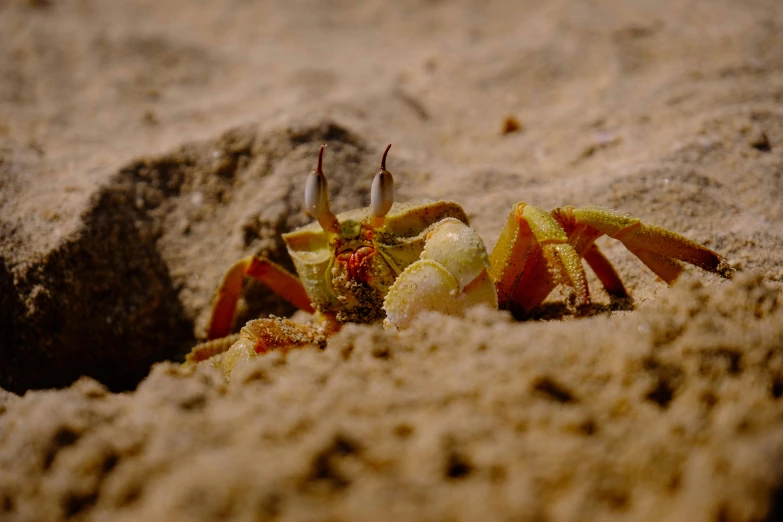 small crab with tiny yellow legs sitting on the sand