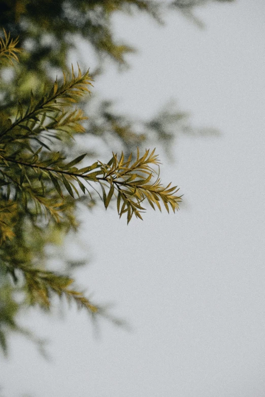 leaves are seen through the nches on a tree