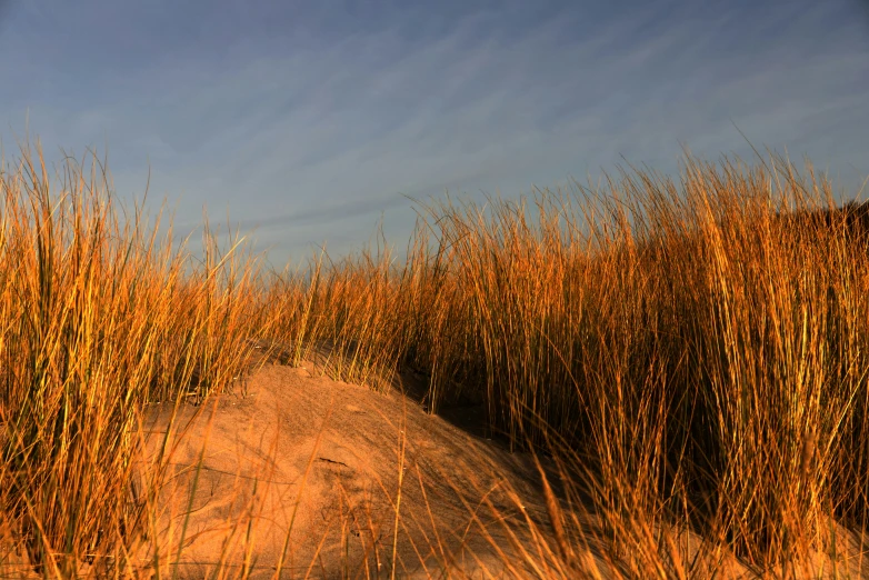 a path leads through the sand into a tall grass field