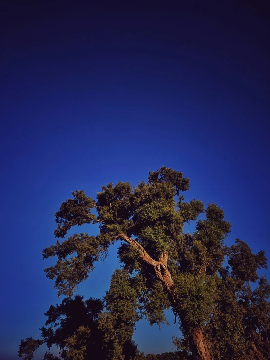 a blue and dark blue sky with two trees