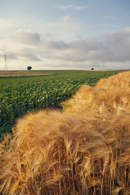 wheat stalks are moving in a field of crops