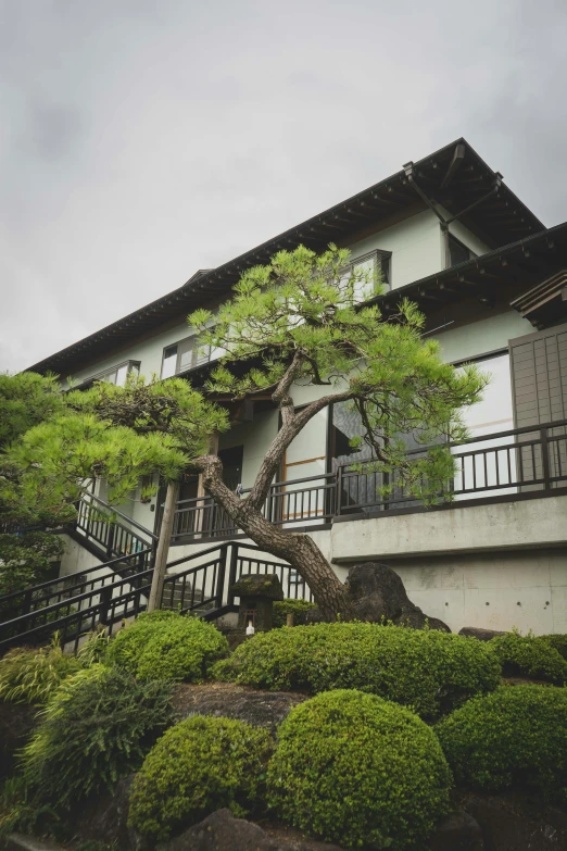 a big beautiful tree in front of a nice house