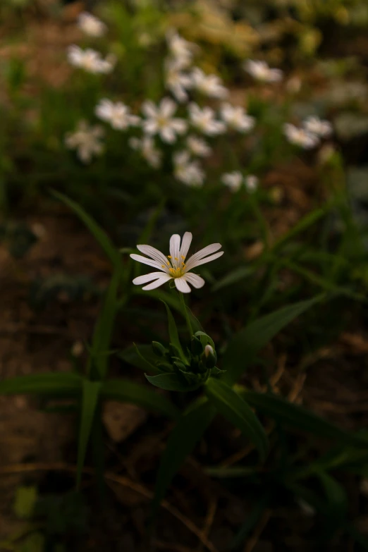 a daisy grows in the middle of the forest