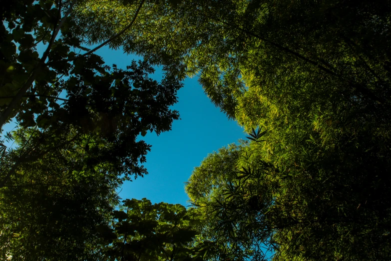 a plane flying through a forest covered in lots of green trees