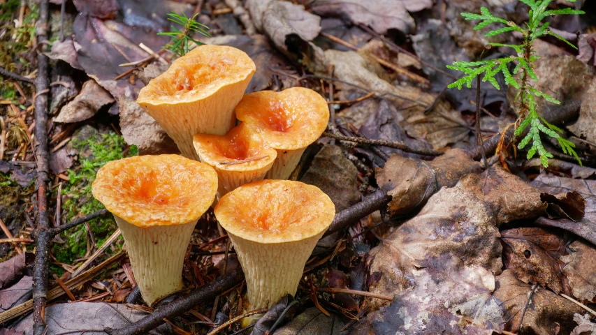 four yellow mushrooms are sitting on the ground