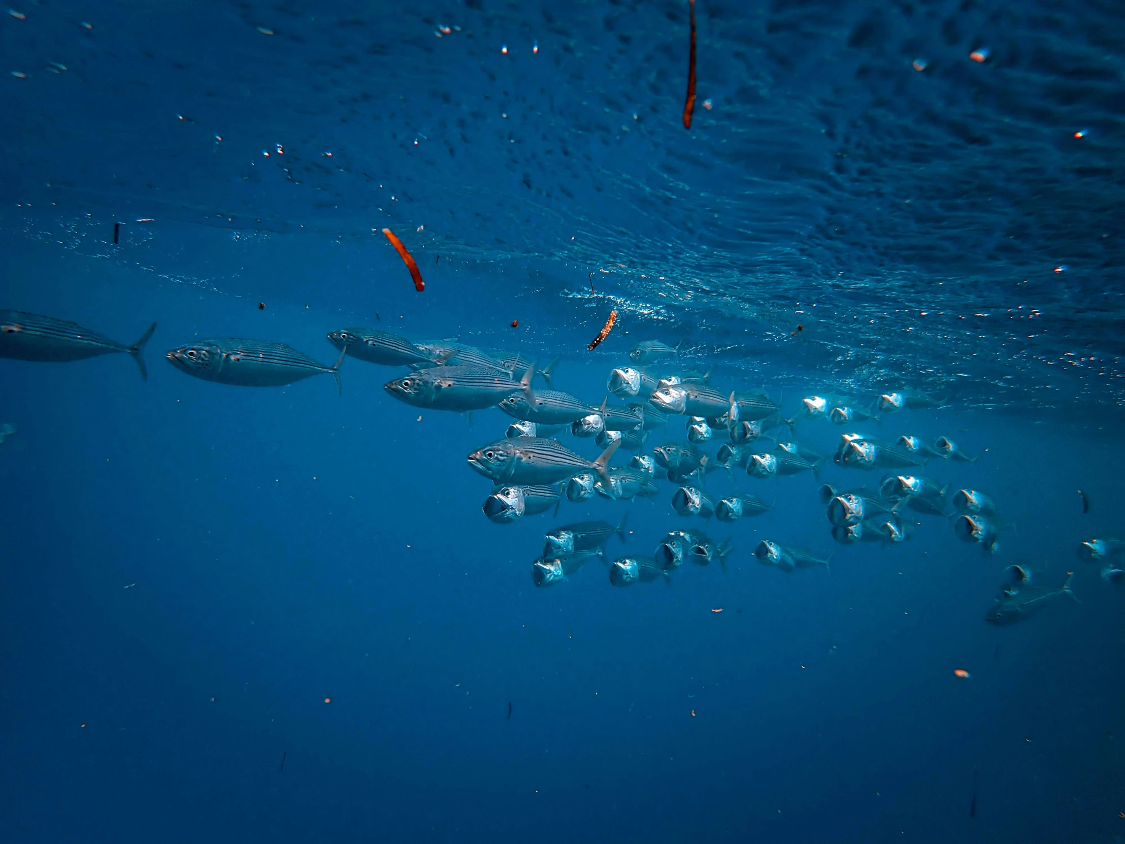 a large number of fish swimming in the water