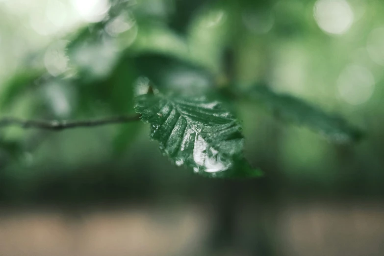 a leaf that is on a nch, with rain droplets hanging down