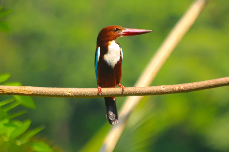 the brown, white and blue bird sits on a tree nch