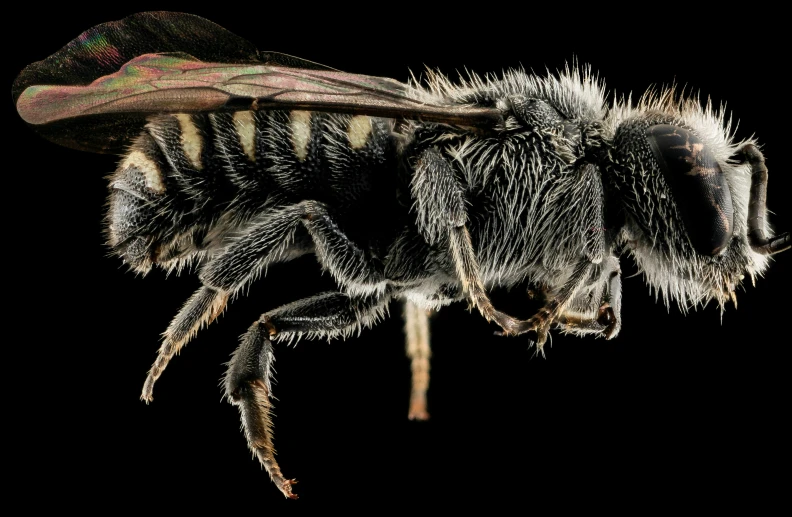 a honey bee on a black background