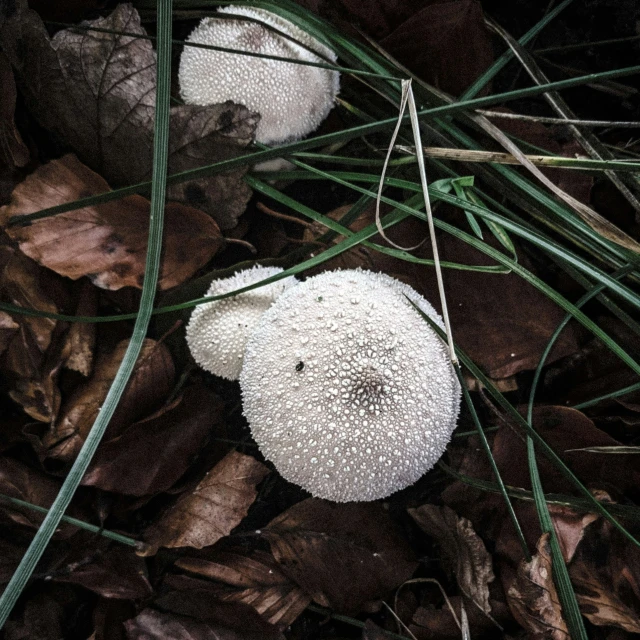 two white round objects with very sprinkles on the leaves