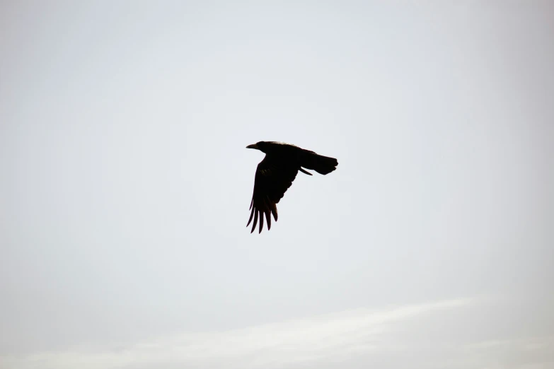 a black crow flying high in the sky