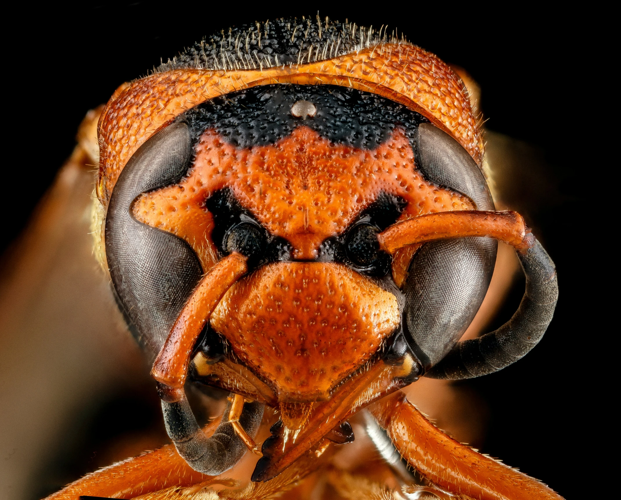 a close up po of an insect with brown and black markings