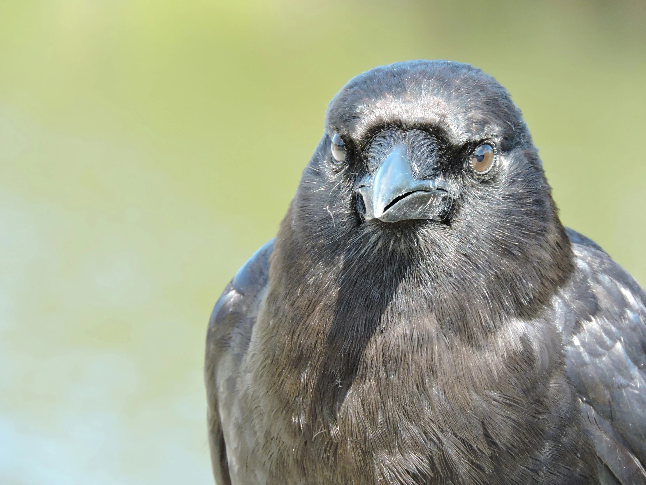 a close - up s of the head of a bird