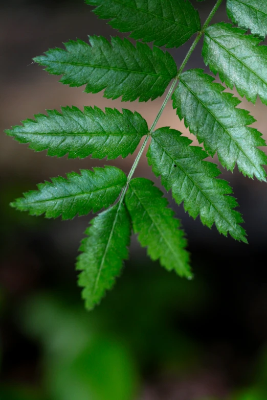 some bright green leaves next to a forest