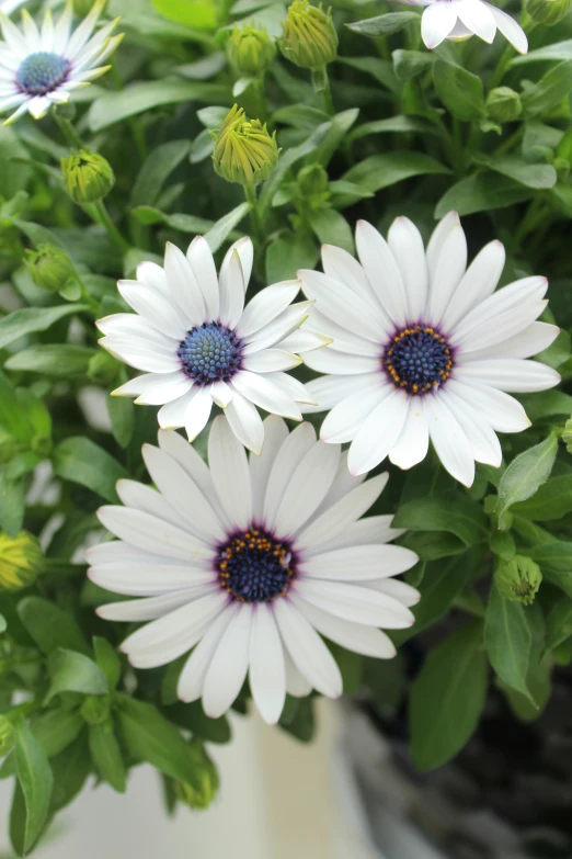 an image of a bunch of white flowers in the wild