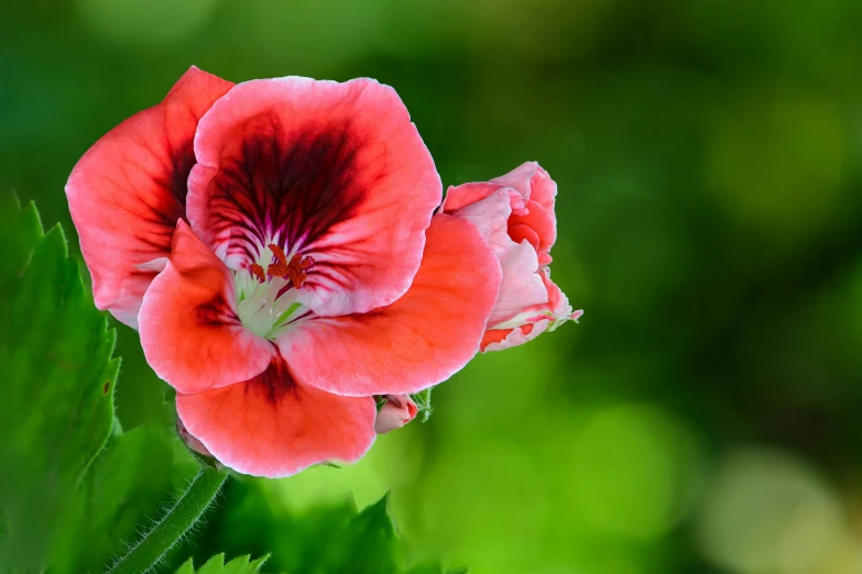 a red flower is shown in the foreground and some green