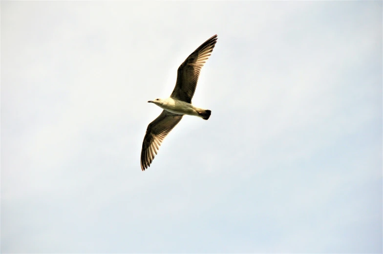 a white bird flying in the sky with it's wings spread open