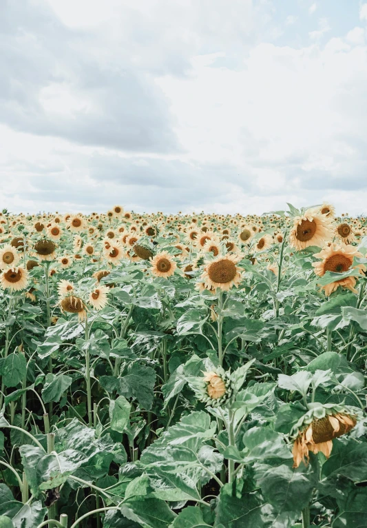 a field of sunflowers with a sky background