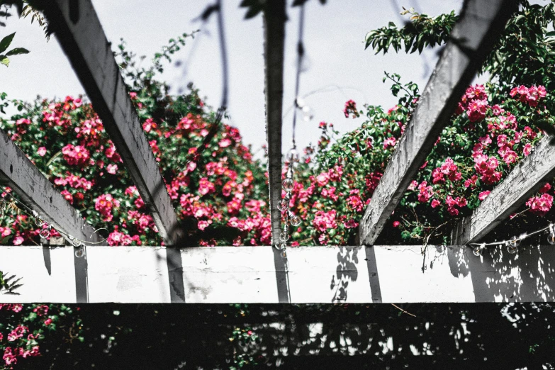 an artistic po of a pink flower and wood plank fence