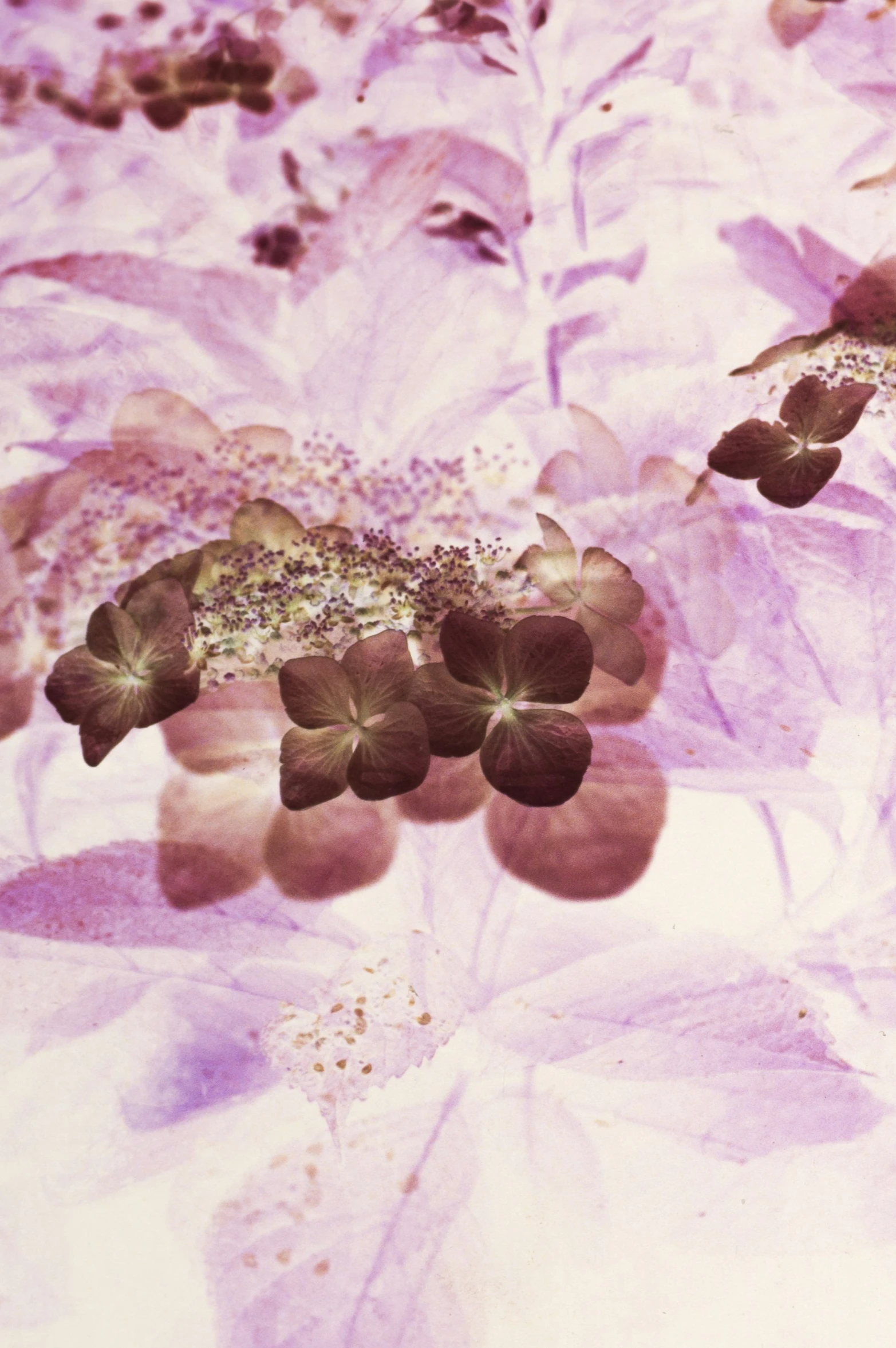 an image of a purple flower field in bloom