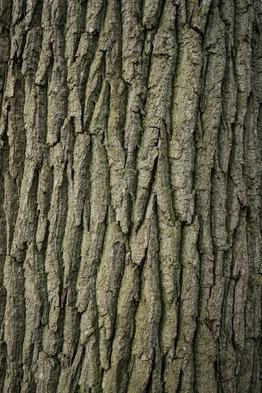 a tree bark texture that looks like moss