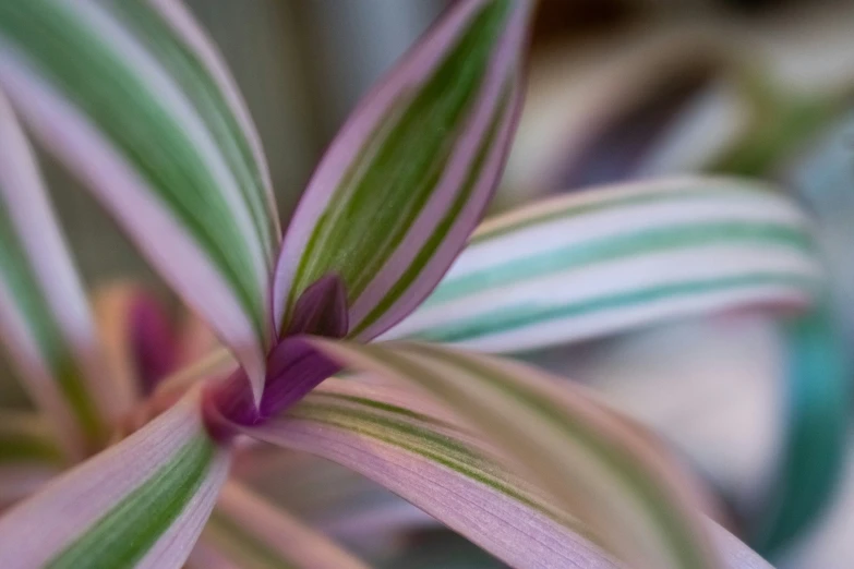 this is the side view of a plant with several lines