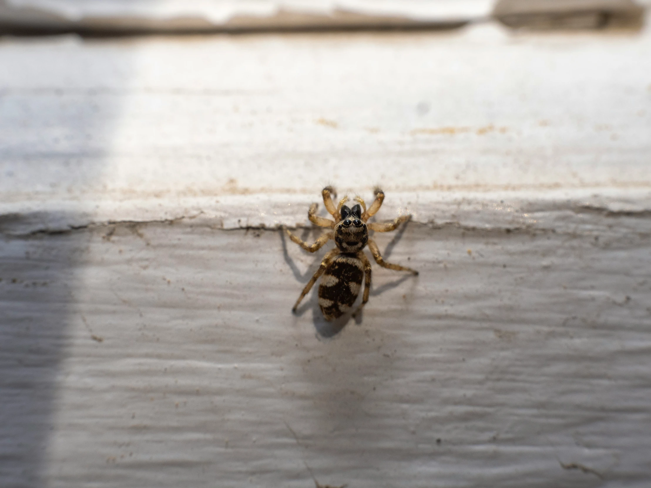 a large spider is sitting on the ground