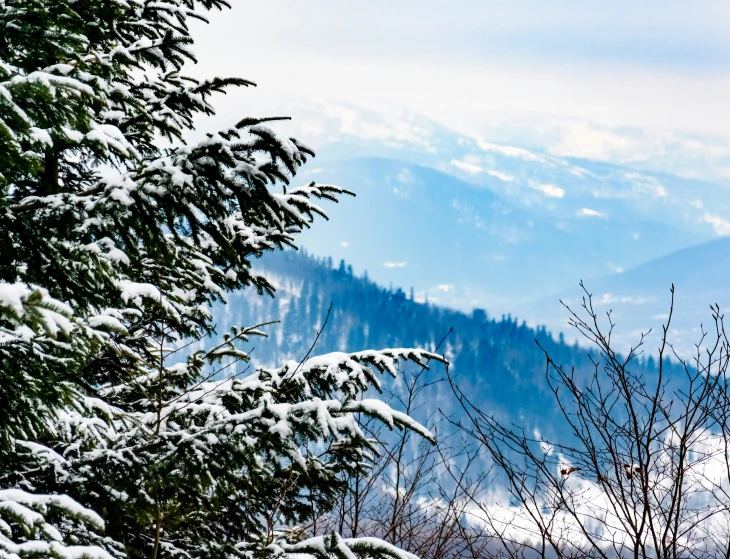 snow covers the pine trees and the mountain range